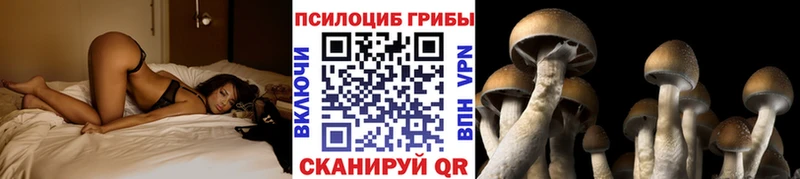 Купить где  Светлогорск  Галлюциногенные грибы мицелий 